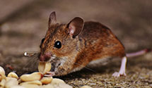 24 Hour & Emergency Exterminators in Killinger, PA